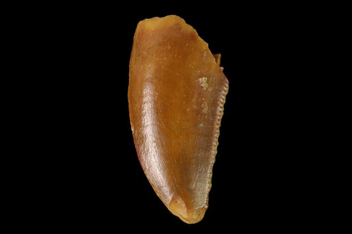 Raptor Tooth - Real Dinosaur Tooth #137180
